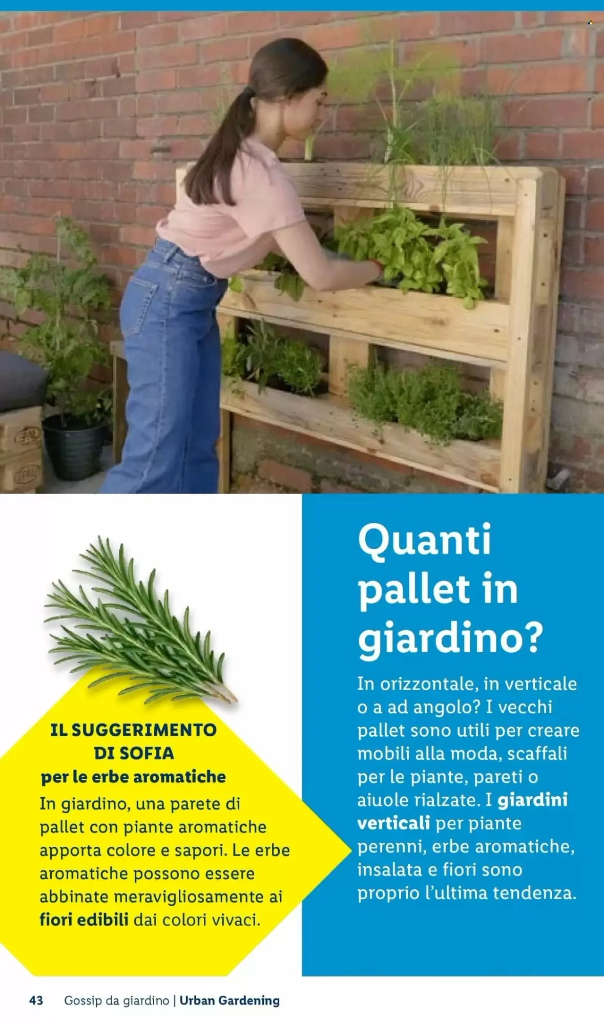Volantino Lidl Volantino Lidl pagina 43